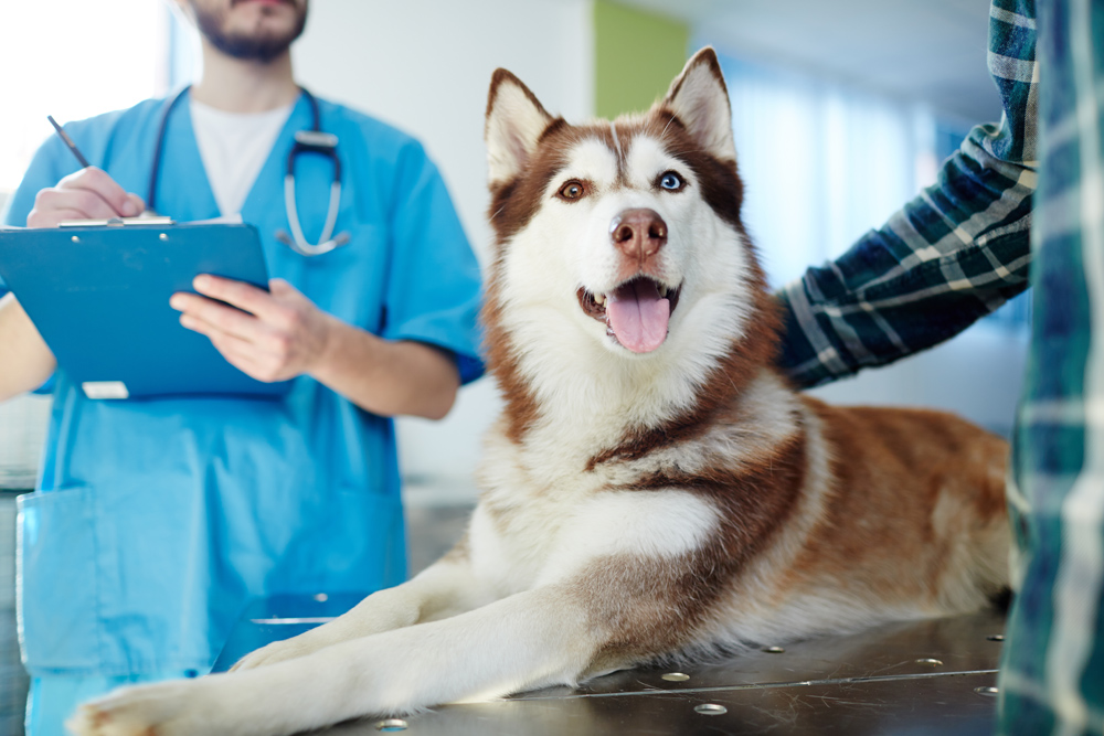 Comprehensive Veterinary Care